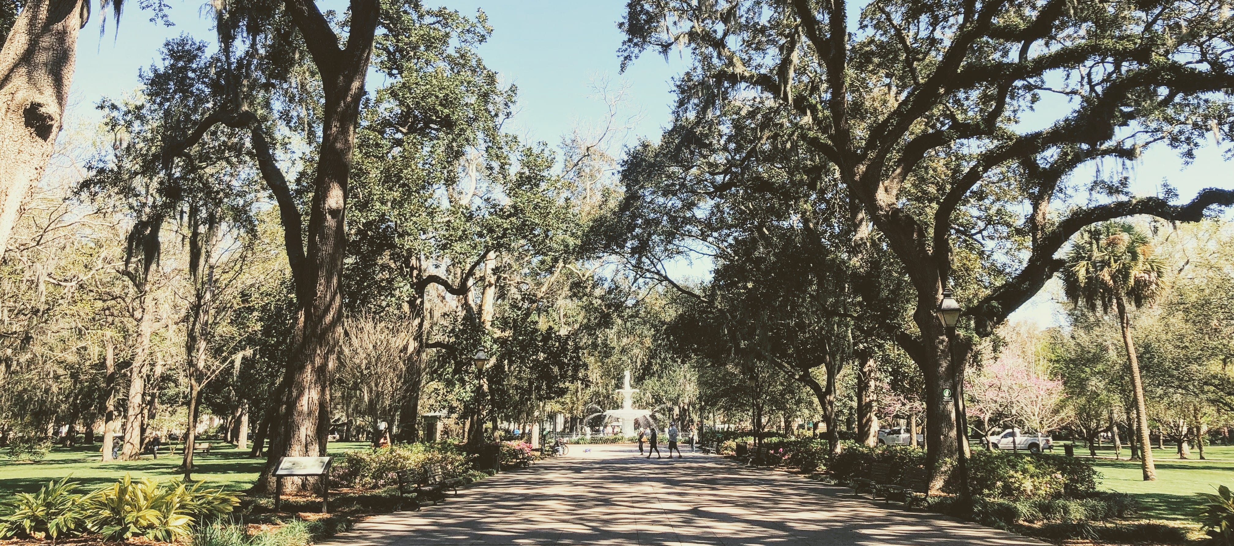 Live oaks line Forsyth Park in Savannah, Georgia